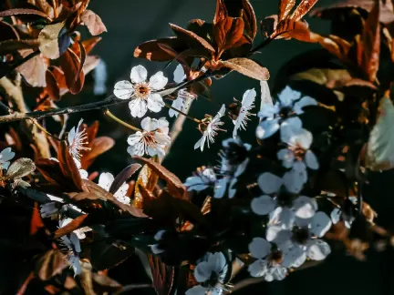 Glimmer Kazino Mobilioji programa